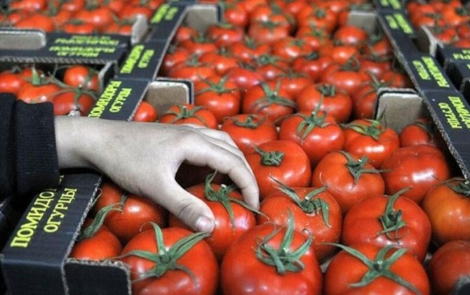 Pomidor indi yaydakından ucuzdur - SƏBƏB