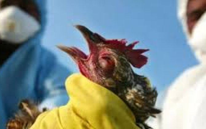 В Азербайджане не выявлены случаи птичьего гриппа и болезни Ньюкасла