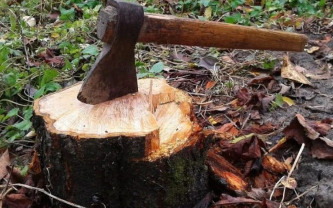 Ağacların qanunsuz kəsilməsinə görə yaşıllıqlara 25 min manatdan çox ziyan dəyib