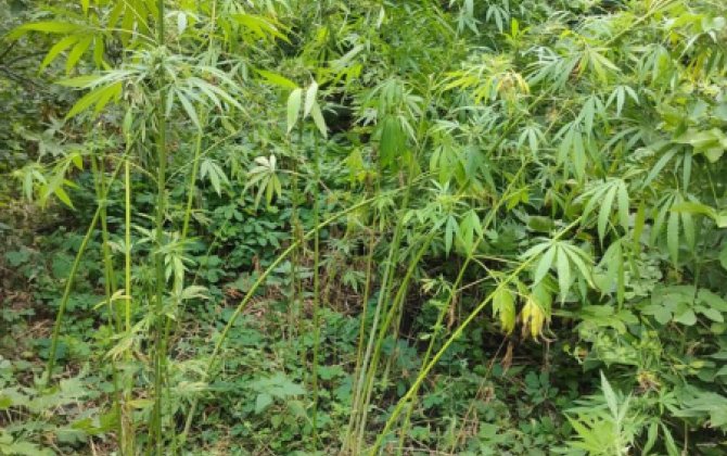 Полиция Исмайыллы обнаружила тайник с наркотиками в лесу