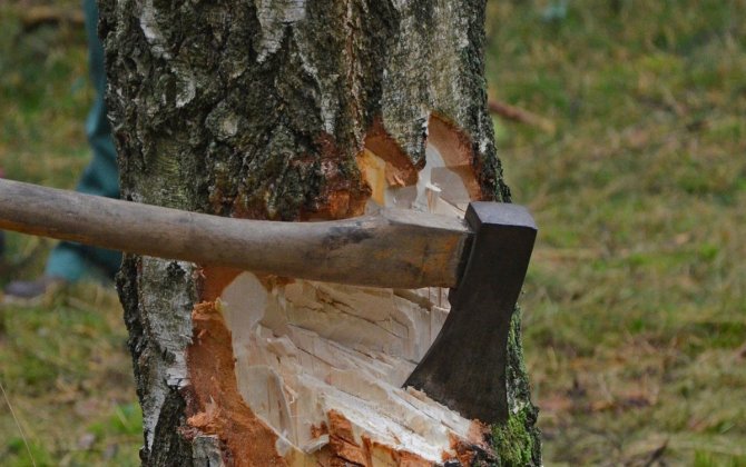 Xaçmazda qanunsuz ağac kəsmə faktı ilə bağlı araşdırmalara başlanılıb