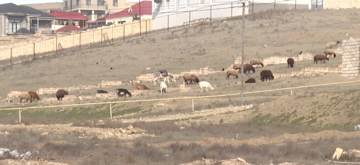 Novxanıda ferma sahibi ilə sakinlər arasında NARAZILIQ - VİDEO