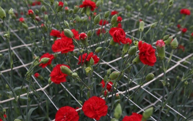 Gül dükanlarında Afrika qərənfilləri: Yerli istehsal yoxa çıxır