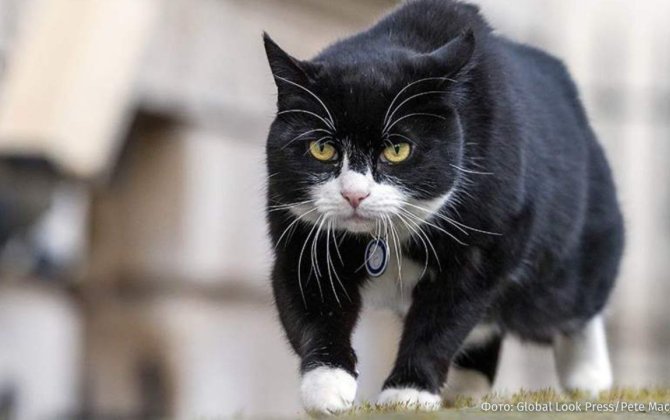 Умер знаменитый кот МИД Великобритании