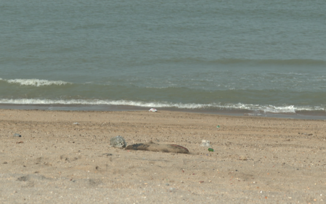 Xəzər dənizində suiti cəsədləri aşkarlanıb - VİDEO