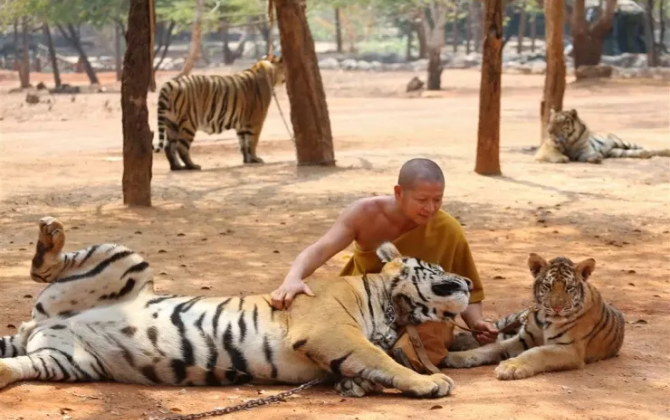 Tailandda ölümcül virus: 72 pələng öldü