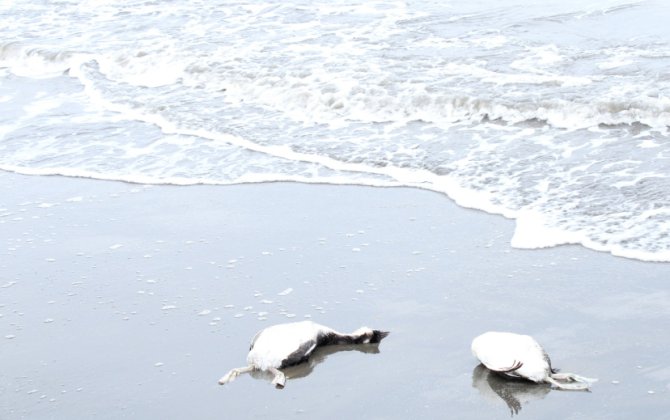 В Азербайджане происходит массовая гибель водоплавающих птиц-ФОТО