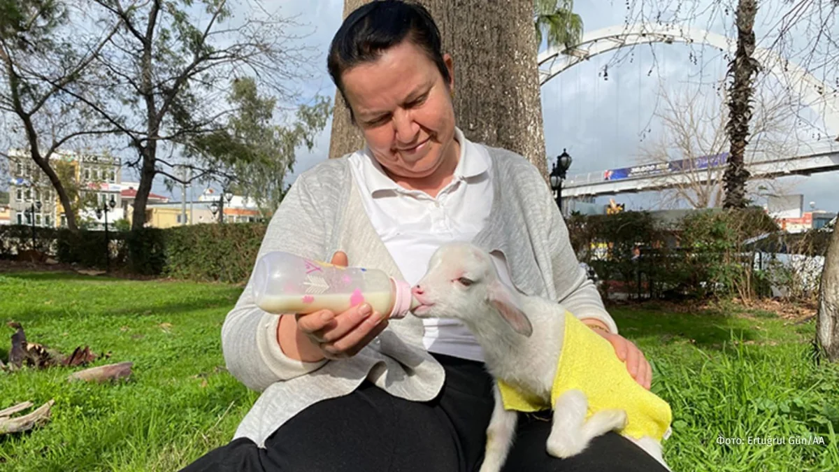 Турецкая фермерша выкормила брошенного ягнёнка и обрела хвостик на всю жизнь-ВИДЕО