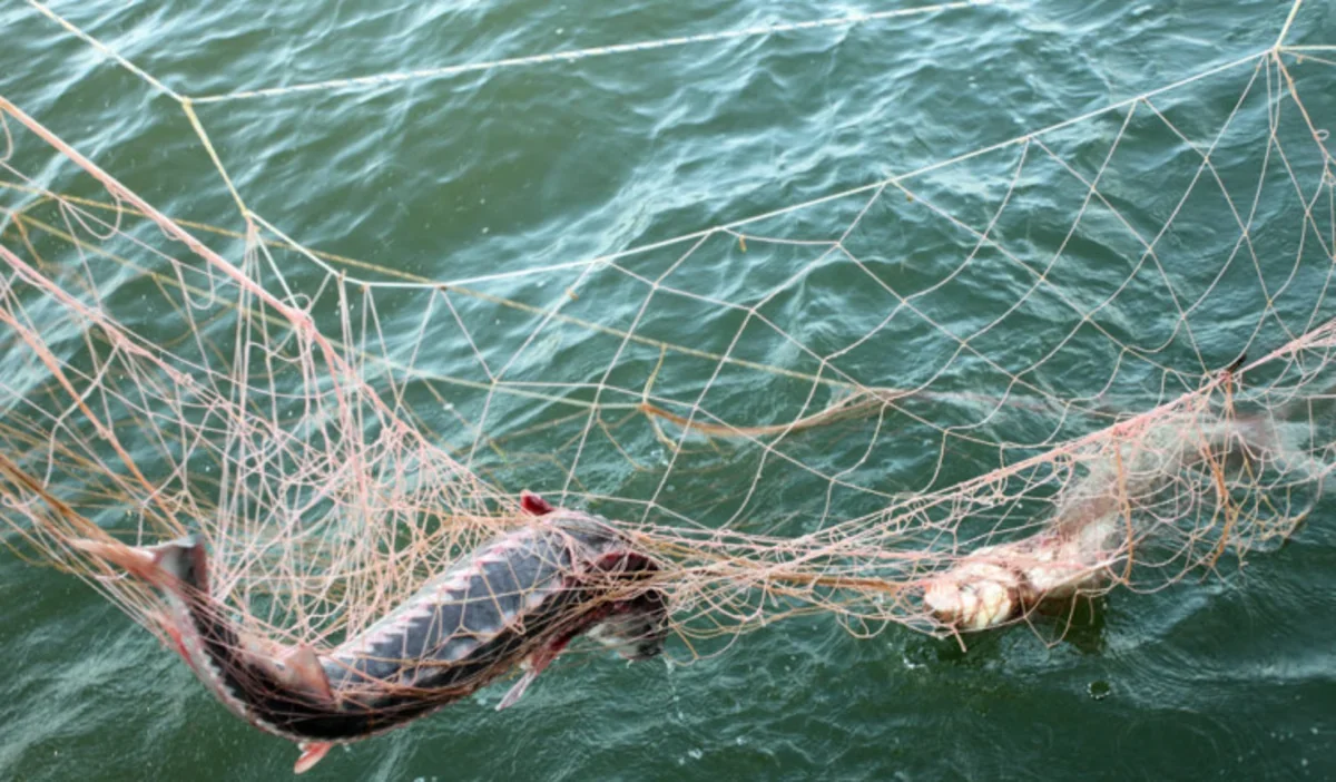 В Имишлинском районе рыбу уничтожают током и синтетическими сетями - ВИДЕО