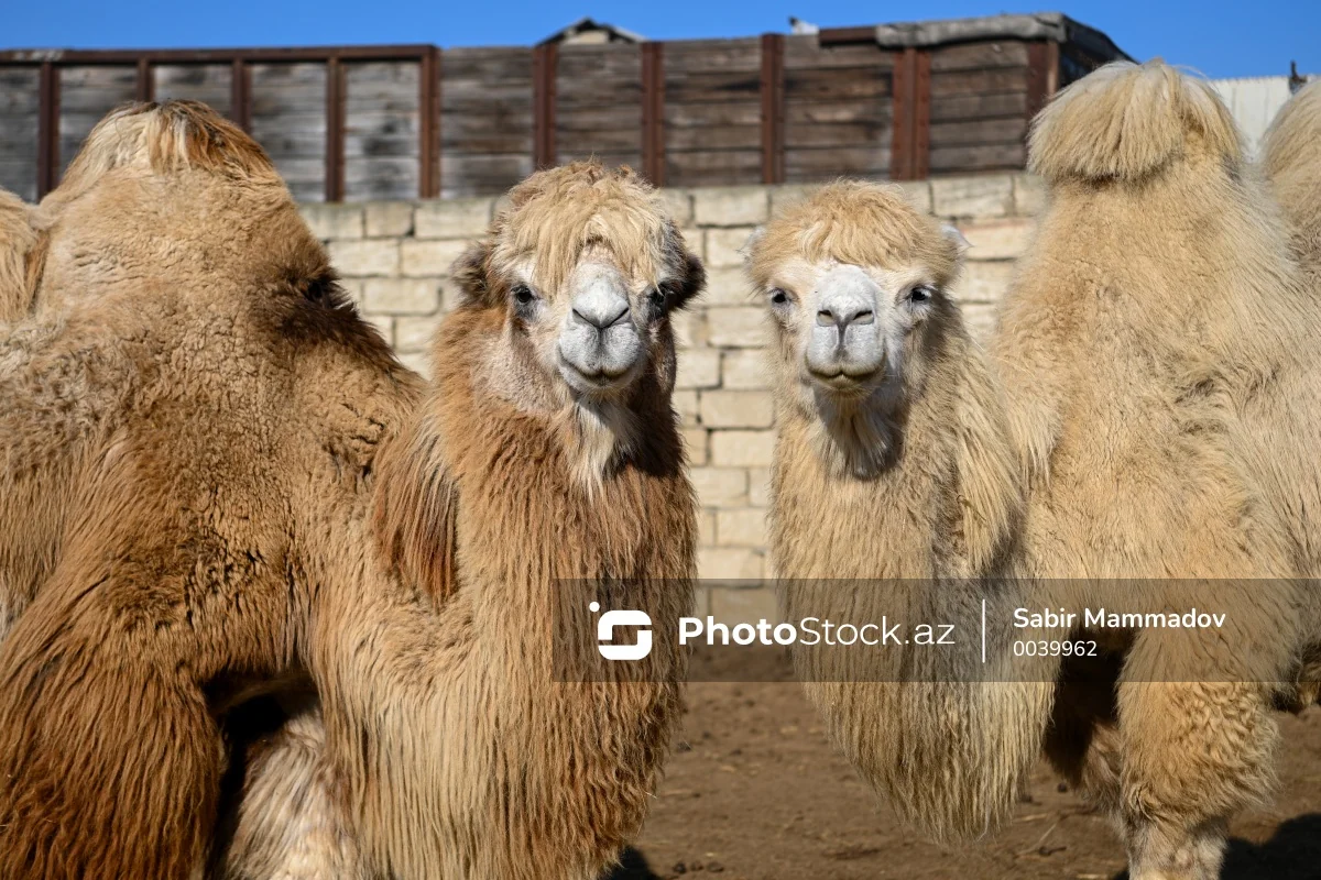 В Омане 20 верблюдов дисквалифицированы с конкурса красоты за ботокс