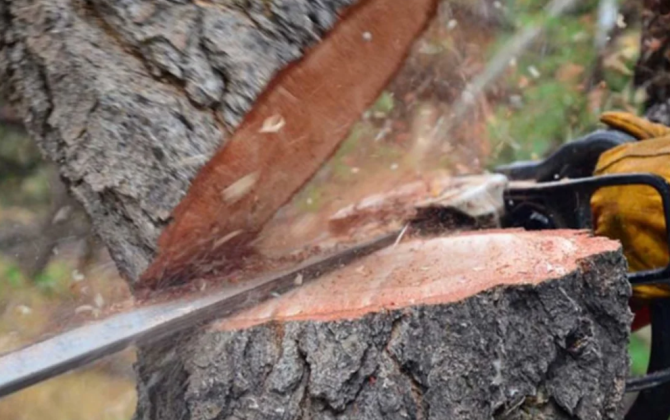 Bakı və Sumqayıtda yaşıllıqların qanunsuz kəsilməsi faktları aşkar olunub