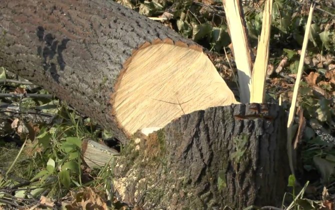 В Баку снова вырубили деревья