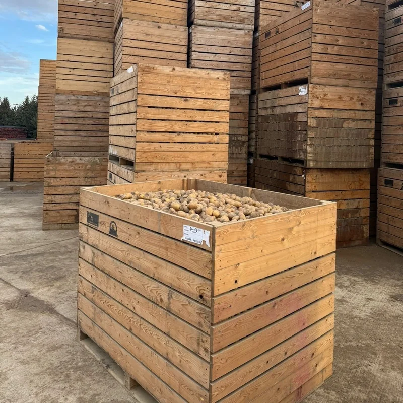 Gürcüstandan və Türkiyədən gətirilən toxumluq kartofda bakteriya aşkarlandı