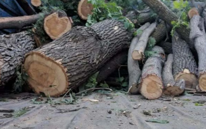 Bakı, Sumqayıt, Qax və Samuxda yaşıllıqlara 63 min manatdan çox ziyan vurulub