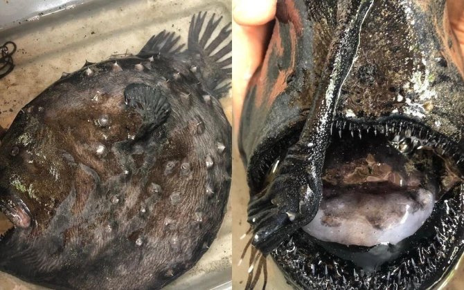 “Qiyamətin xəbərçisi” 1000 metr dərinlikdən sahilə çıxdı - FOTO