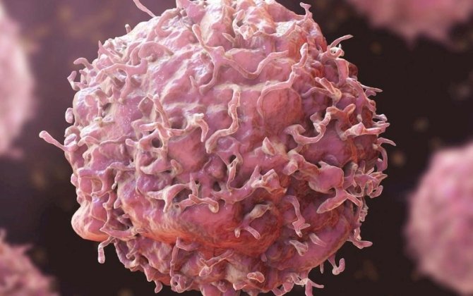 Xərçəngin dərmanı bu heyvanda imiş