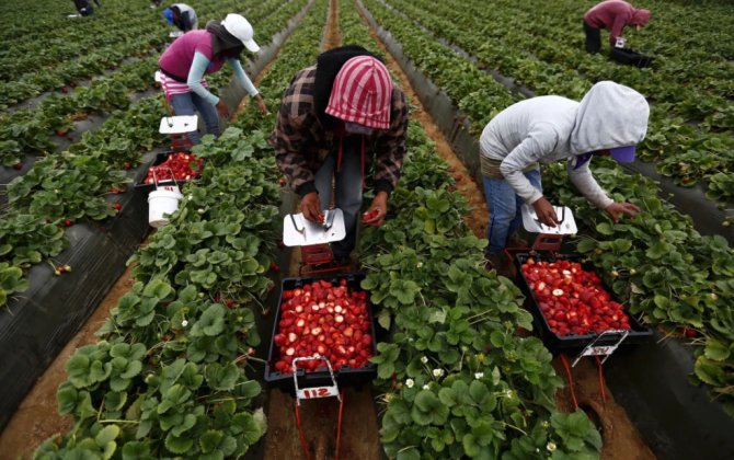 Azərbaycanda kənd təsərrüfatında işləyənlərin sayı açıqlandı
