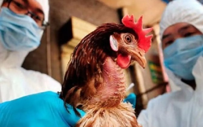 Azərbaycanda quş qripinə qarşı epizootoloji monitorinq keçiriləcək