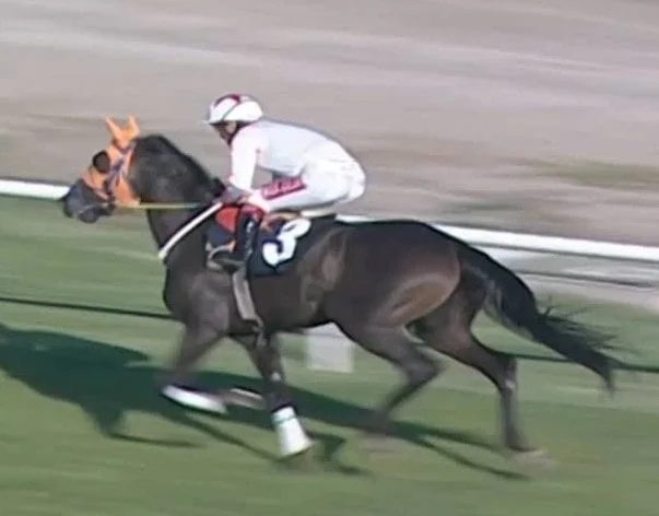 Türkiyədə yarış atını kəsib iftarda bişirdilər - VİDEO