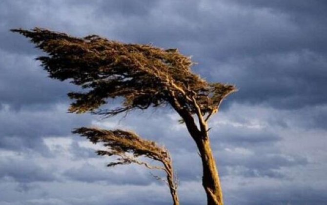 Синоптики предупредили о сильном ветре