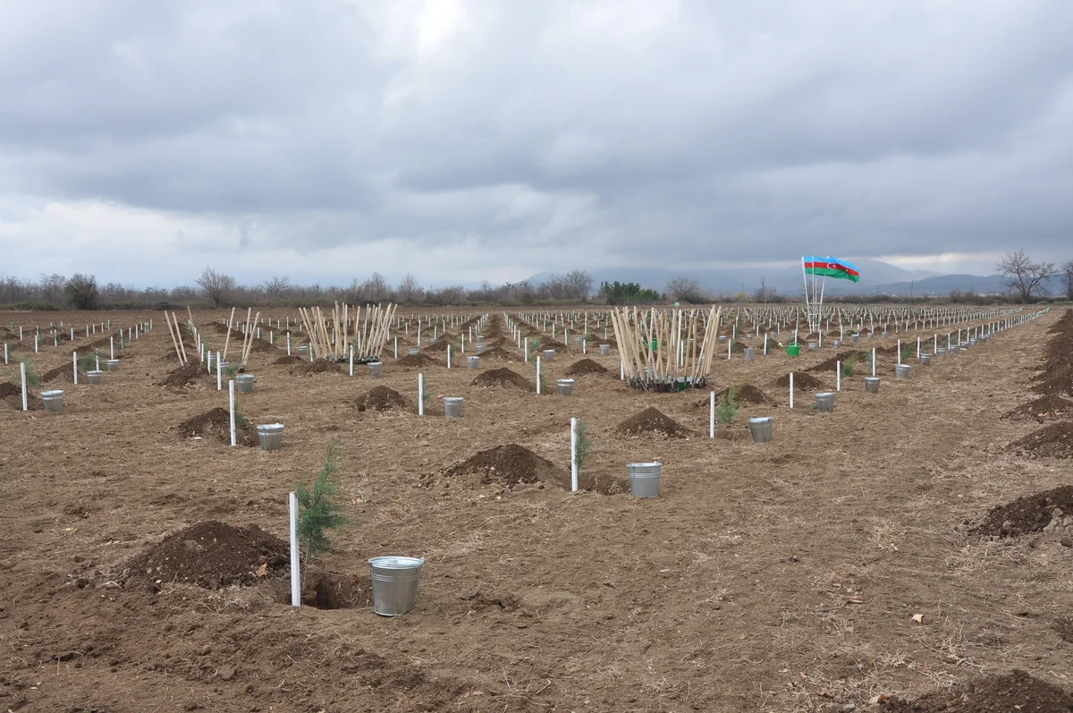 В Товузе и Геранбое прошла акция по посадке деревьев