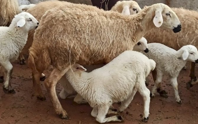 “Əvvələr quzu kəsilirdi, heyvanların sayı tükənirdi?” – DEPUTAT VƏ EKSPERT QARŞI-QARŞIYA