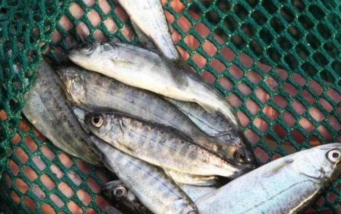 Azərbaycanda balıq ehtiyatı azalır: Kürü istehsalında hansı problemlər var?