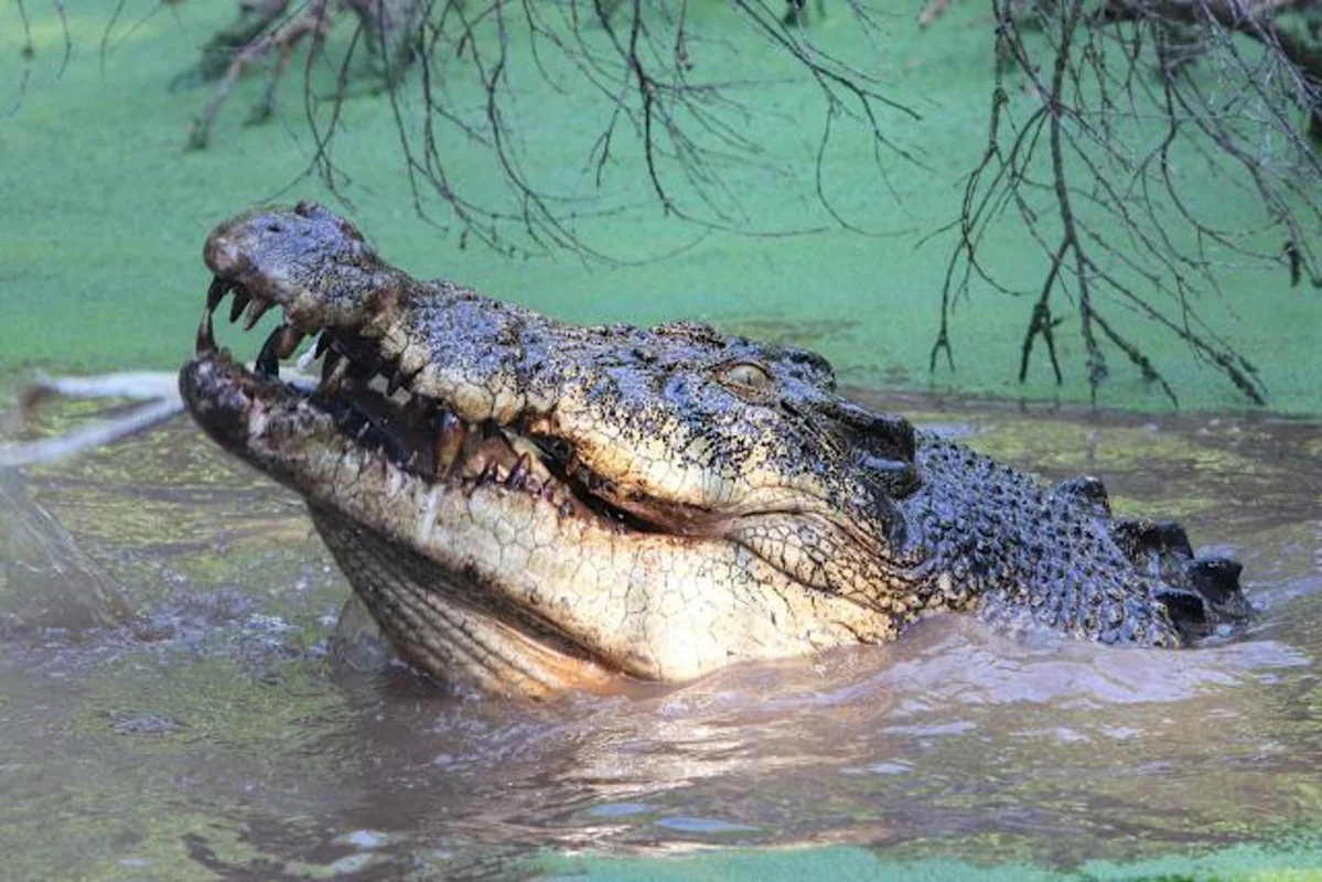 Самолет с семью пассажирами разбился в кишащем крокодилами заливе в Австралии