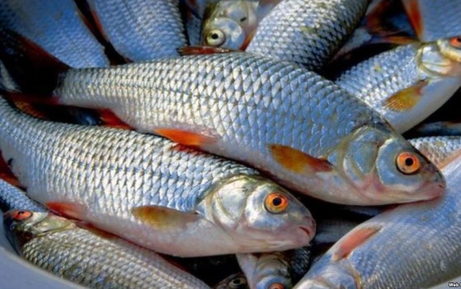 Marketlərdən balıq alarkən diqqətli olun - VİDEO