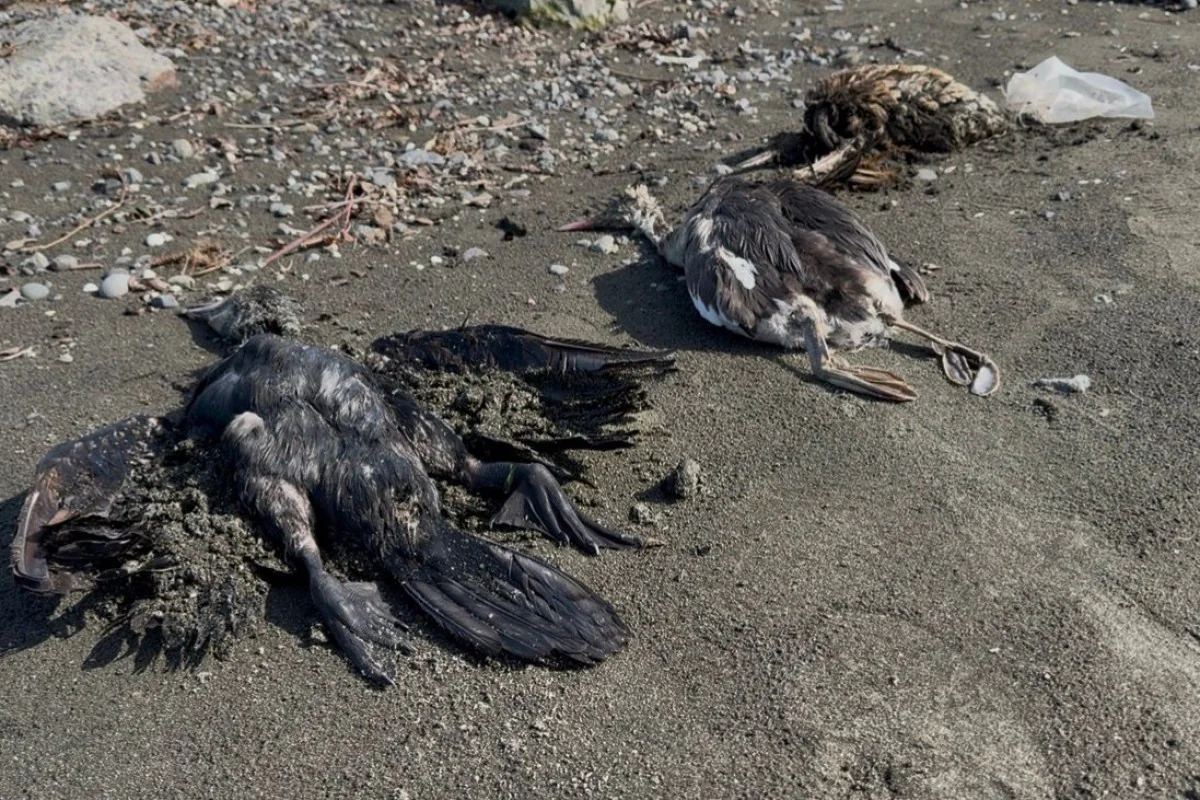 Cənub bölgəsində qarabatdaqların kütləvi tələfatı baş verib