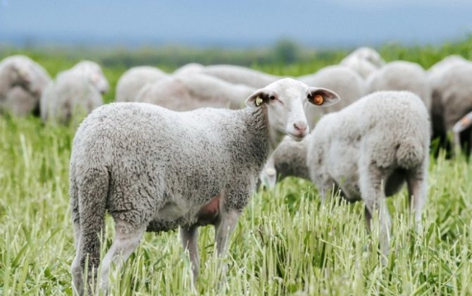 Azərbaycan diri qoyun idxalını kəskin azaldıb