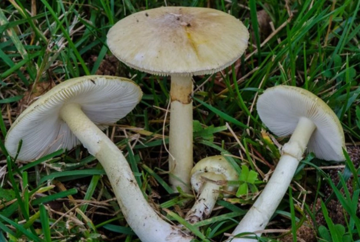 Житель Тертера отравился грибами