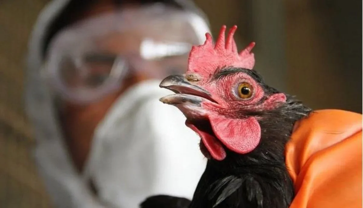 В Европе выявлен первый случай заражения человека вирусом птичьего гриппа H9N2