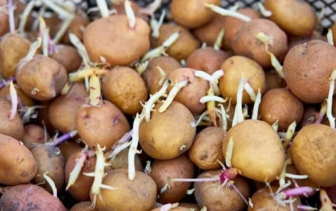 Tək vasitə ilə aylarla təzə qalacaq: Kartof xərclərinə son qoyan sirr