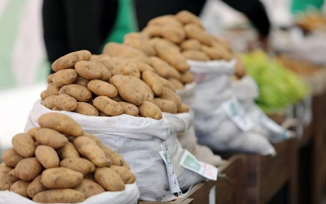 Kartof bazarında nə baş verir? - Ekspert bahalaşmanın səbəblərini AÇIQLAYIR