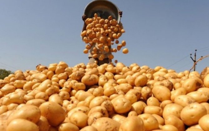 Kartofda qıtlıq təhlükəsi: İstehsal tələbatı ödəmir