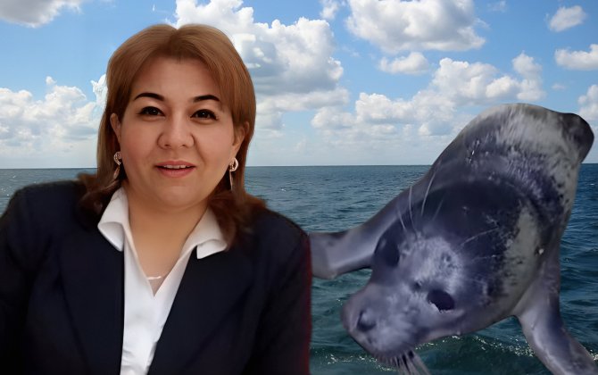 Şüvəlanda nadir hadisə-sahilə suiti çıxdı-ekoloqdan XƏBƏRDARLIQ: “Qırmızı kitab”-a düşməlidirlər”-FOTO+ÖZƏL
