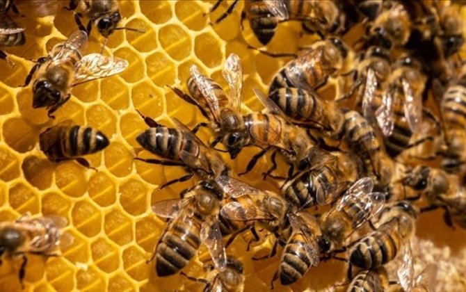 Azərbaycana təhlükəli arılar gətirilib- AÇIQLQMA