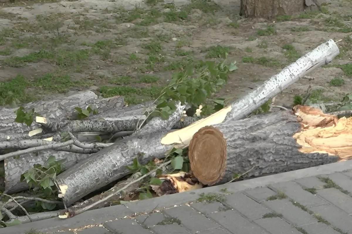 Qaraçuxurda ağac yola aşdı: Hərəkət məhdudlaşdı - FOTO
