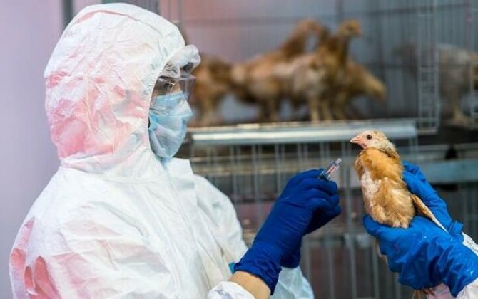 Quş qripi xəstəliyinə qarşı epizootoloji monitorinqin nəticələri açıqlandı