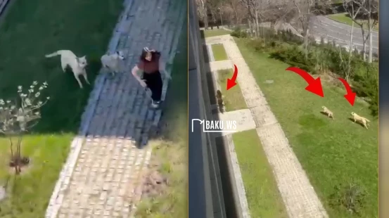 Bakıda tələbə qıza sahibsiz itlər hücum edib - VİDEO