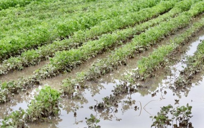 В Азербайджане сильные дожди затопили 2 100 гектаров посевов