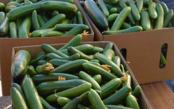 Hava şəraiti fermerləri çətin vəziyyətə salıb: Məhsul itkisi artır - VİDEO