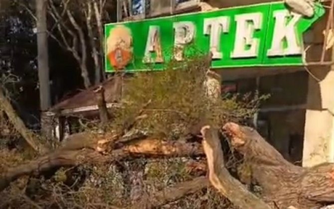 Mingəçevirdə ağac aşdı: Aptekə və avtomobilə ziyan dəydi