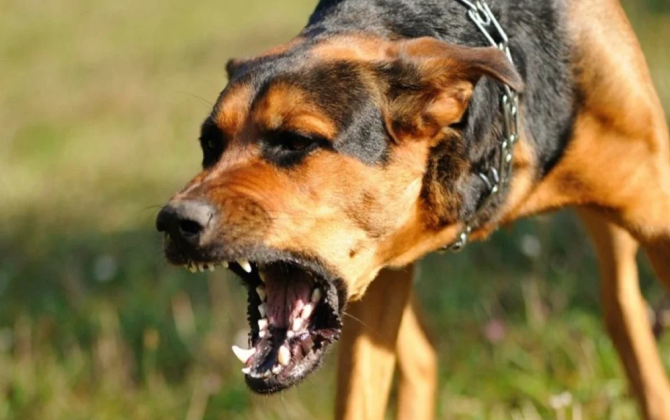 Sahibsiz it 10 yaşlı uşağı dişləyib