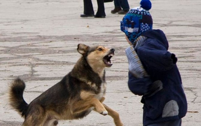 В Билясуваре бездомная собака покусала 10-летнего ребенка