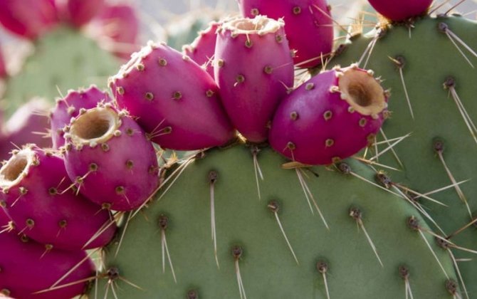 Evə “şanssızlıq və bədbəxtlik gətirən” bitki