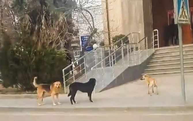 15 gündə 26 nəfəri it dişləyib - 9-u uşaqdır