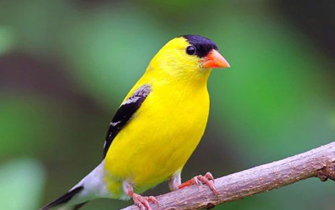 Quşun pəncərəyə qonması yaxşı əlamətdir, yoxsa pis? - XALQ İNANCLARI