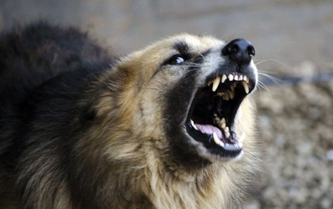 В Билясуваре жители пострадали от бездомных собак, власти обещали принять меры